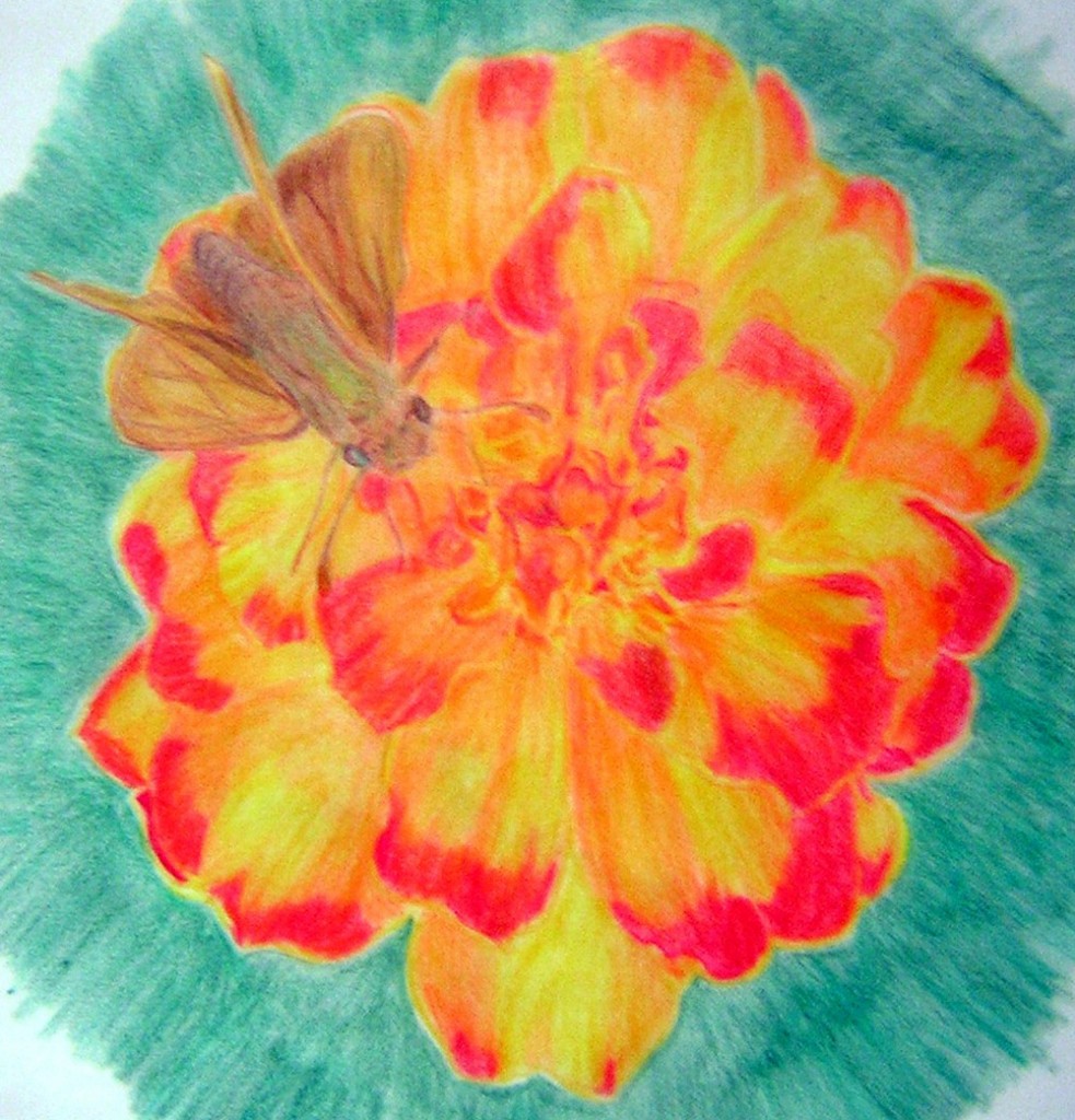 Sachem Skipper on marigold in Prismacolor pencil