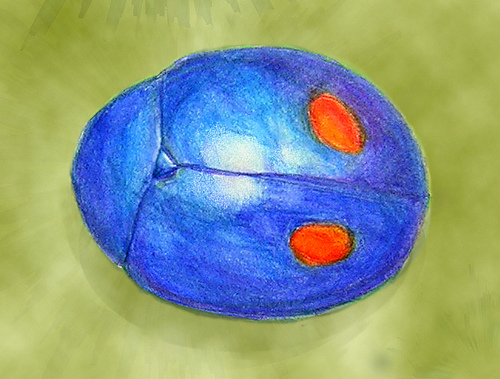 Lady Beetle in Mixed Media