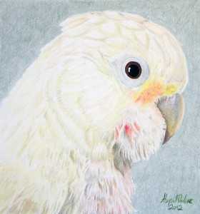 "Callie (Goffin's Cockatoo, Cacatua goffiniana," (c) 2012 Abigail M. Parker