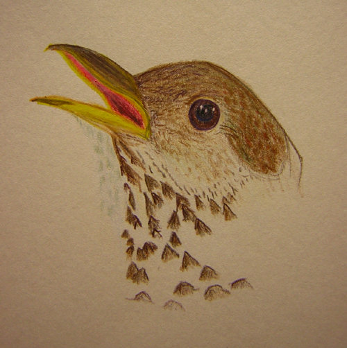 Bicknell's Thrush in Prismacolor pencil
