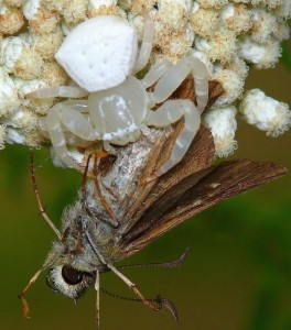 White crab spider with moth White crab spider with moth on white flower