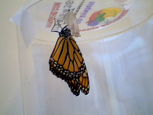 Monarch butterfly emerging from pupa