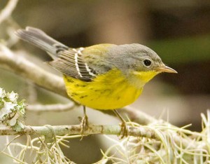 Fall Magnolia Warbler Fall Magnolia Warbler