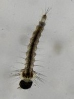 Mosquito larva (c) 2010 Dave Ingram Mosquito larva (c) 2010 Dave Ingram