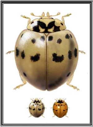 Gray form of Ashy-gray Lady Beetle (c) coccinellidae.cl Gray form of Ashy-gray Lady Beetle (c) coccinellidae.cl