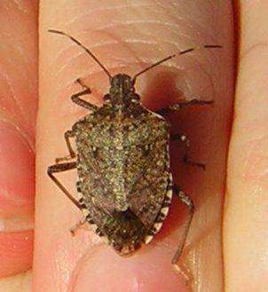 Brown Marmorated Stinkbug (Halyomorpha halys) Brown Marmorated Stinkbug (Halyomorpha halys)