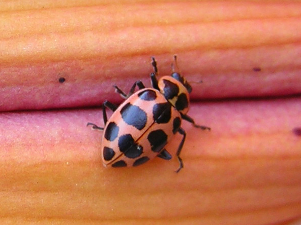 Pink Spotted Lady Beetle on daylily bud.