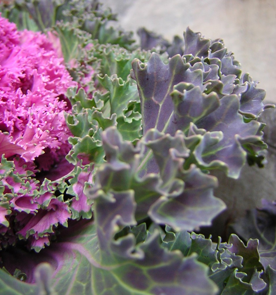 Purple Ruffles (Ornamantal kale)