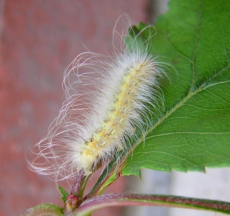 Sycamore tussock moth caterpillar with wonderfully fluffy hair