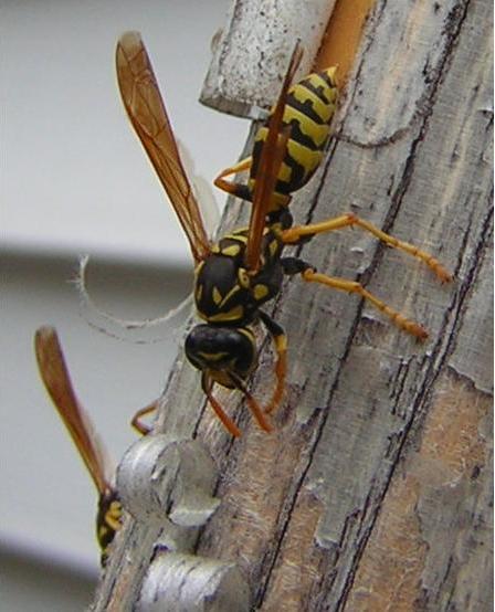 Wasps at Work Wasps at Work