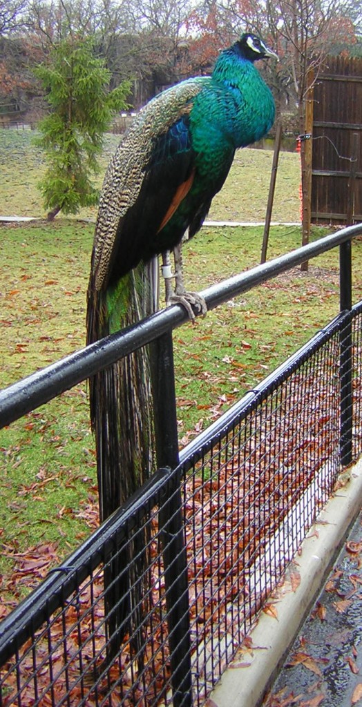 Wet Peacock